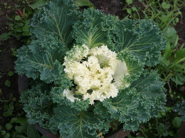 Dehydrated Kale